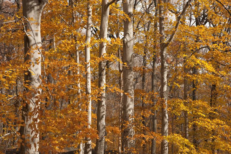 Fall leaves in the forest.